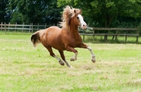 Picture of Haflinger horse running in field