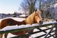 Picture of Haflinger horse standing by fence in snowy field 