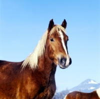 Picture of haflinger in Austria