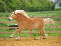 Picture of Haflinger in motion