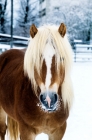 Picture of haflinger in winter, portrait