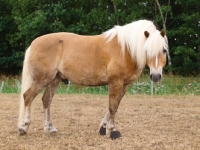 Picture of Haflinger looking at camera