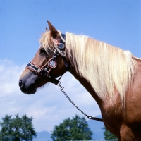 Picture of Haflinger mare at ebbs austria 