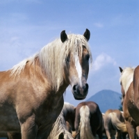 Picture of Haflinger mare head study in group 