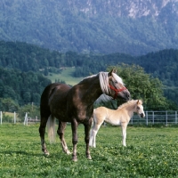 Picture of Haflinger mare with her foal at Ebbs