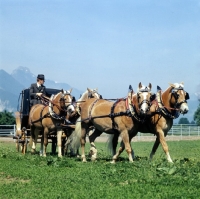 Picture of Haflinger mares, four in hand drawing landaur, at Ebbs in the summer