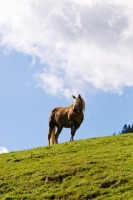 Picture of Haflinger on hill 