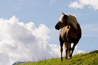 Picture of Haflinger on hillside