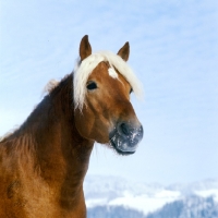 Picture of Haflinger pony in winter with snow on whiskers, head and shoulders