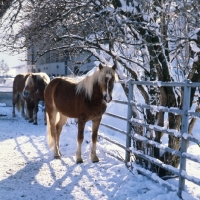 Picture of Haflinger pony standing in winter sunshine in group at Fohlenhof Ebbs