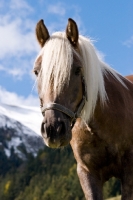 Picture of Haflinger portrait, Switzerland