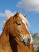 Picture of Haflinger portrait