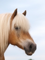 Picture of Haflinger profile