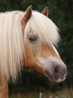 Picture of Haflinger profile