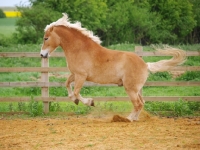 Picture of Haflinger rearing 
