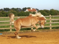 Picture of Haflinger running