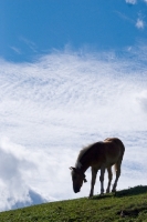 Picture of Haflinger silhouette