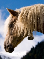 Picture of Haflinger wearing a bell