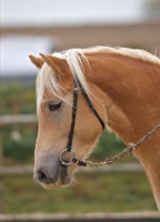 Picture of Haflinger wearing bridle, side view