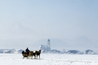 Picture of haflingers with sleigh at ebbs austria