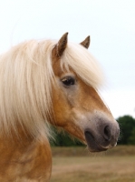 Picture of Haflinger