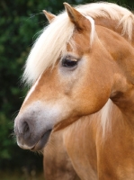 Picture of Haflinger