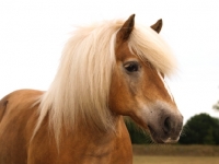 Picture of Haflinger