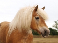 Picture of Haflinger
