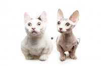 Picture of hairless and shorthaired Bambino cat on white background