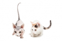 Picture of hairless and shorthaired Bambino cat on white background