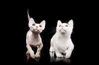 Picture of hairless and shorthaired Bambino cats on black background