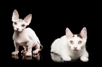 Picture of hairless and shorthaired Bambino cats on black background