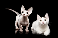 Picture of hairless and shorthaired Bambino cats on black background