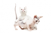Picture of hairless and shorthaired Bambino cats playing