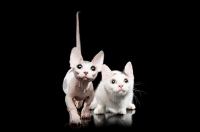 Picture of hairless and shorthaired Bambino cats on black background