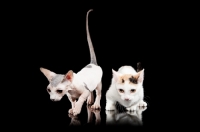 Picture of hairless and shorthaired Bambino cats on black background