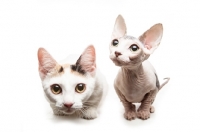 Picture of hairless and shorthaired Bambino cat on white background