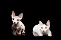 Picture of hairless and shorthaired Bambino cats on black background