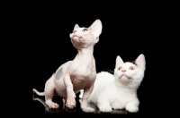 Picture of hairless and shorthaired Bambino cats on black background