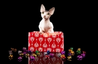 Picture of hairless Bambino Cat in a box