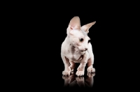 Picture of hairless Bambino cat on black background, looking down
