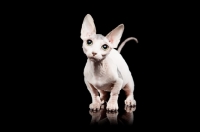 Picture of hairless Bambino cat on black background, looking at camera