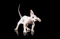 Picture of hairless Bambino cat on black background, shaking