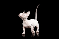 Picture of hairless Bambino cat on black background, looking up