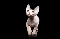 Picture of hairless Bambino cat on black background