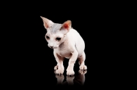 Picture of hairless Bambino cat on black background, looking down