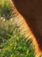 Picture of hairs on a Suffolk Punch