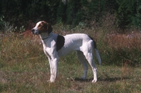 Picture of Halden Hound aka Haldenstovare