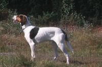 Picture of Halden Hound, aka Norwegian Haldenstovare, rare breed