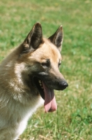 Picture of Halleforshund, portrait, rare Swedish breed